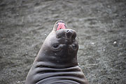 Picture 'Ant1_1_01391 Elephant Seal, Mirounga leonina, Southern Elephant Seal, Antarctica and sub-Antarctic islands, South Georgia, Gold Harbour'